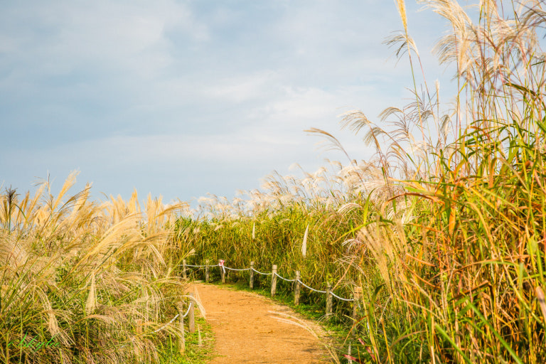 하늘공원 & 국내 1위 성인용품몰 핫데빌몰이 함께하는